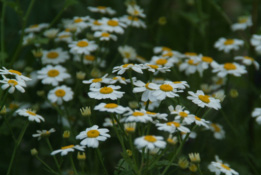 Tanacetum parthenium Moederkruid bestellen